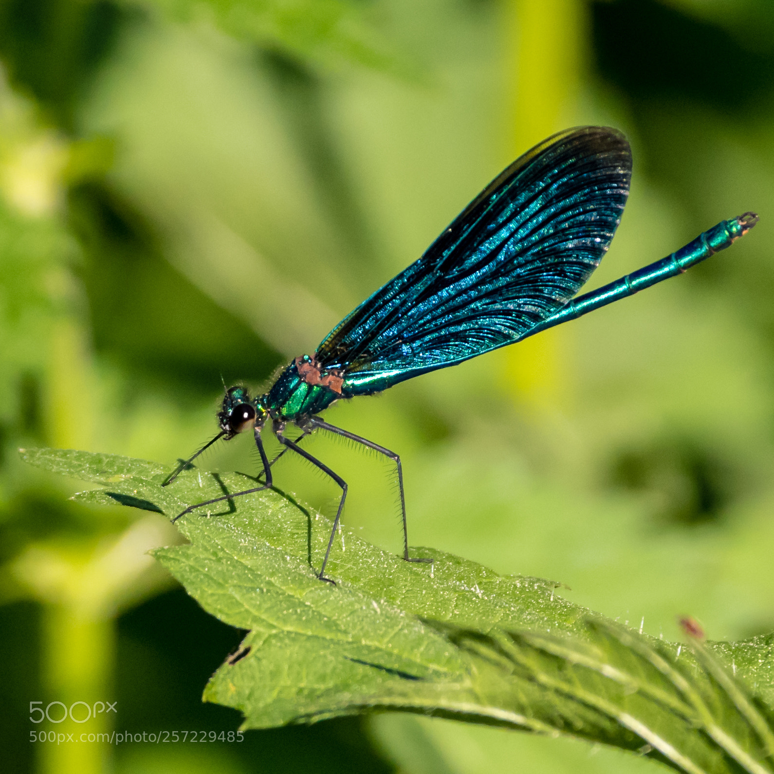 Pentax K-1 sample photo. Blauflügel-prachtlibelle (calopteryx virgo) photography