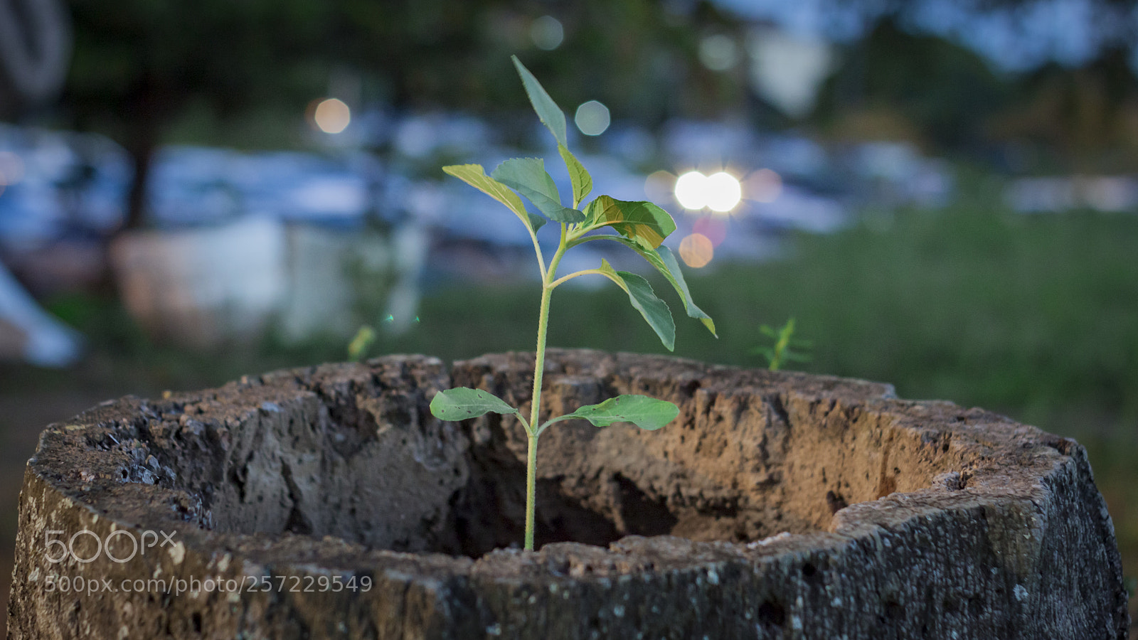 Canon EOS 500D (EOS Rebel T1i / EOS Kiss X3) sample photo. Life finds a way photography