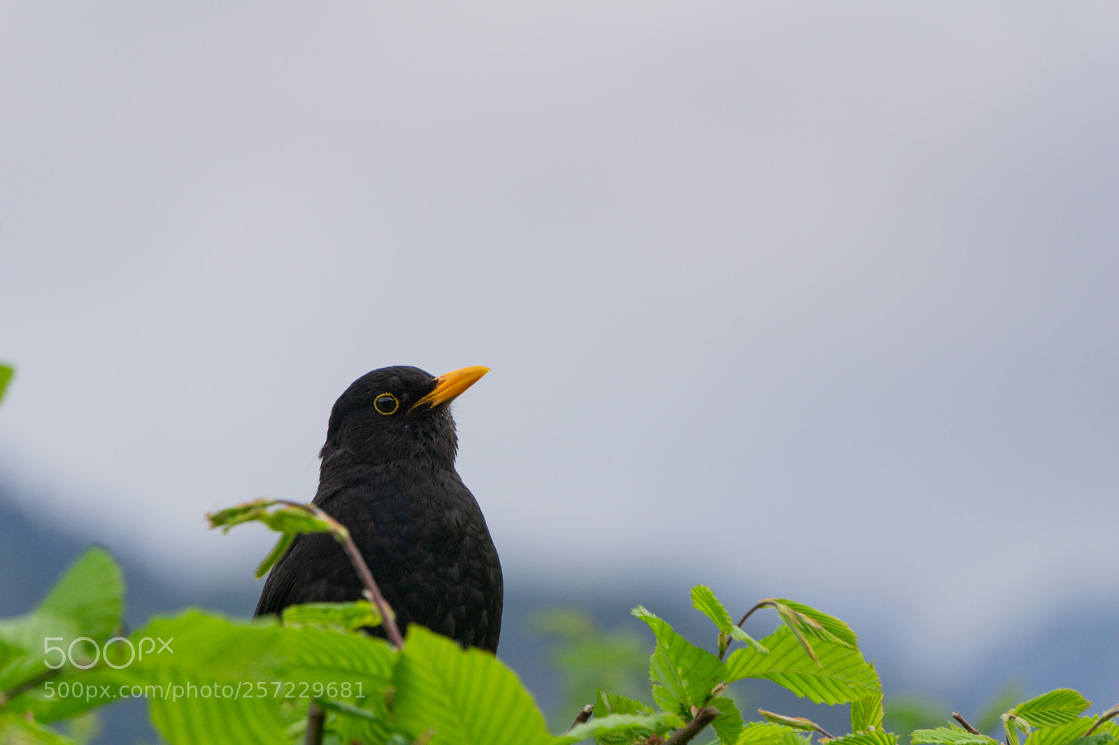 Sony a6000 sample photo. Bird photography