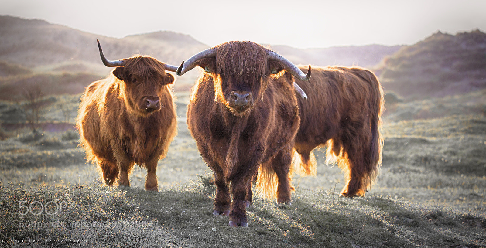 Canon EOS 6D sample photo. Highland cows, bergen aan photography