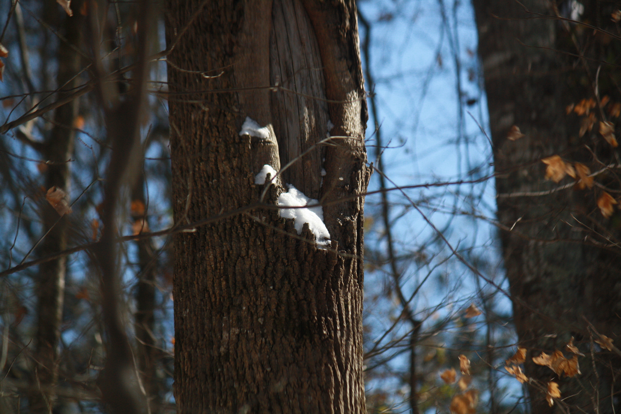 Canon EF-S 55-250mm F4-5.6 IS sample photo. Img photography