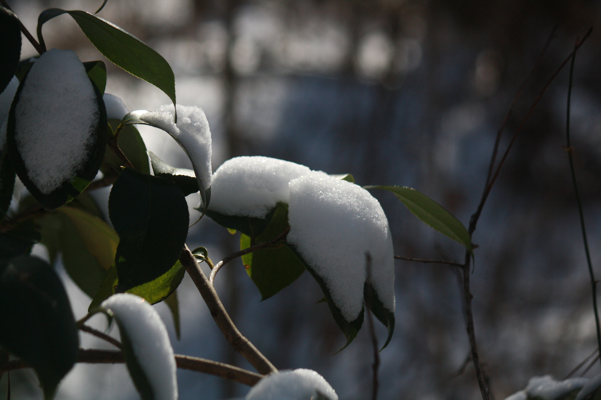 Canon EF-S 55-250mm F4-5.6 IS sample photo. Img photography
