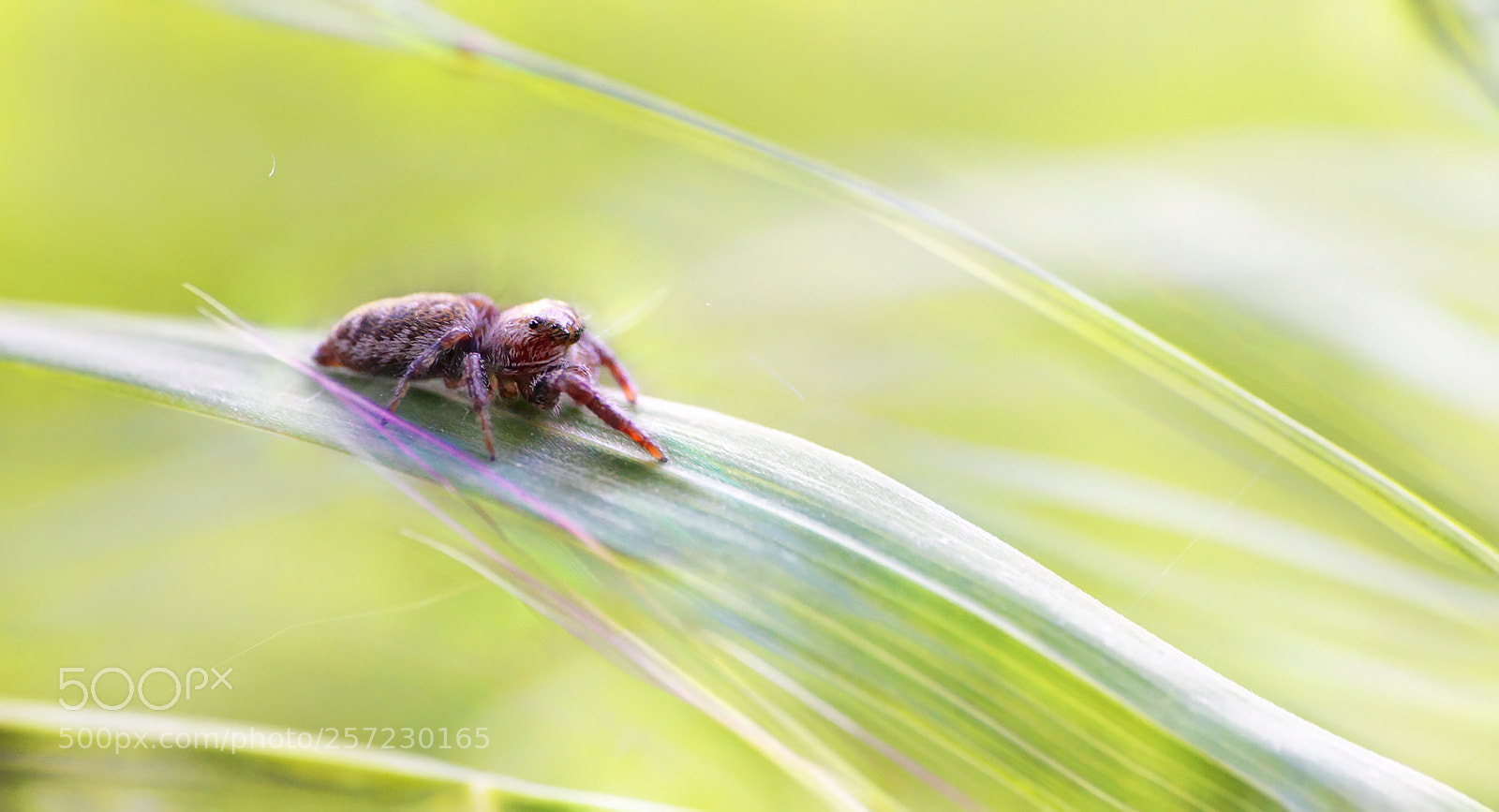Sony a7R II sample photo. Süße knopfaugen ... photography