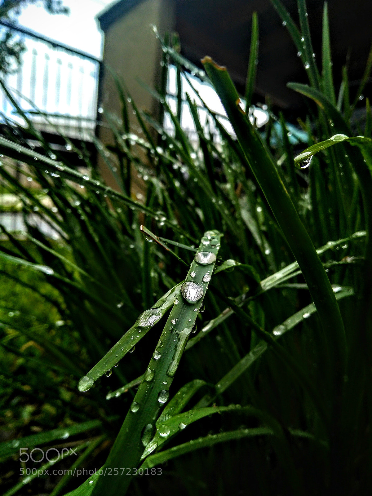 Motorola Moto G (5S) Plus sample photo. Frontyard photography