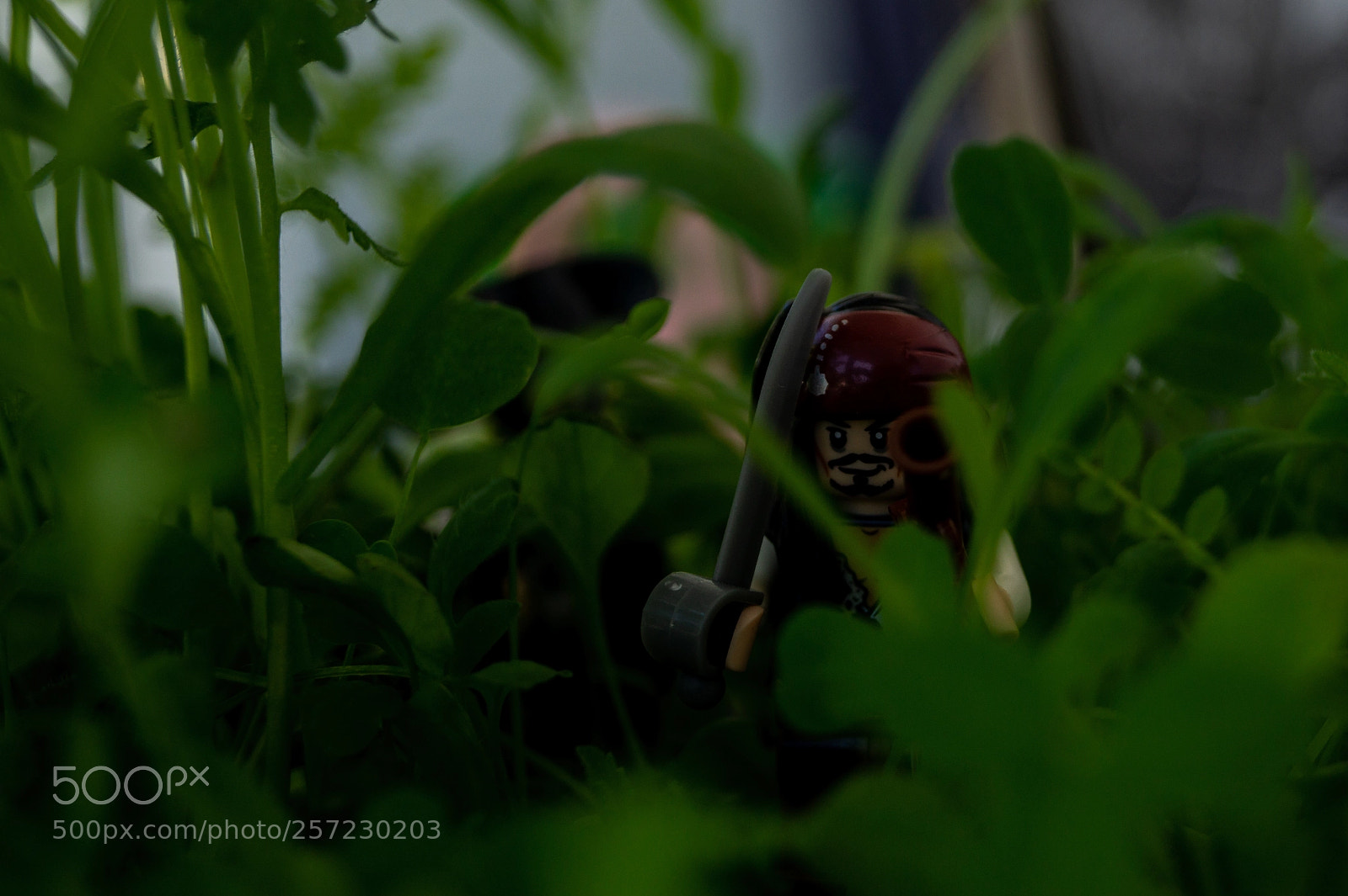 Sony SLT-A37 sample photo. Piraten photography