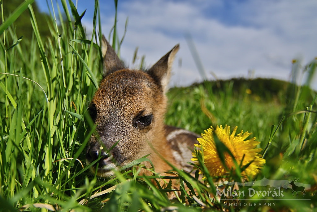 Tokina AT-X Pro 12-24mm F4 (IF) DX sample photo. First born deer photography