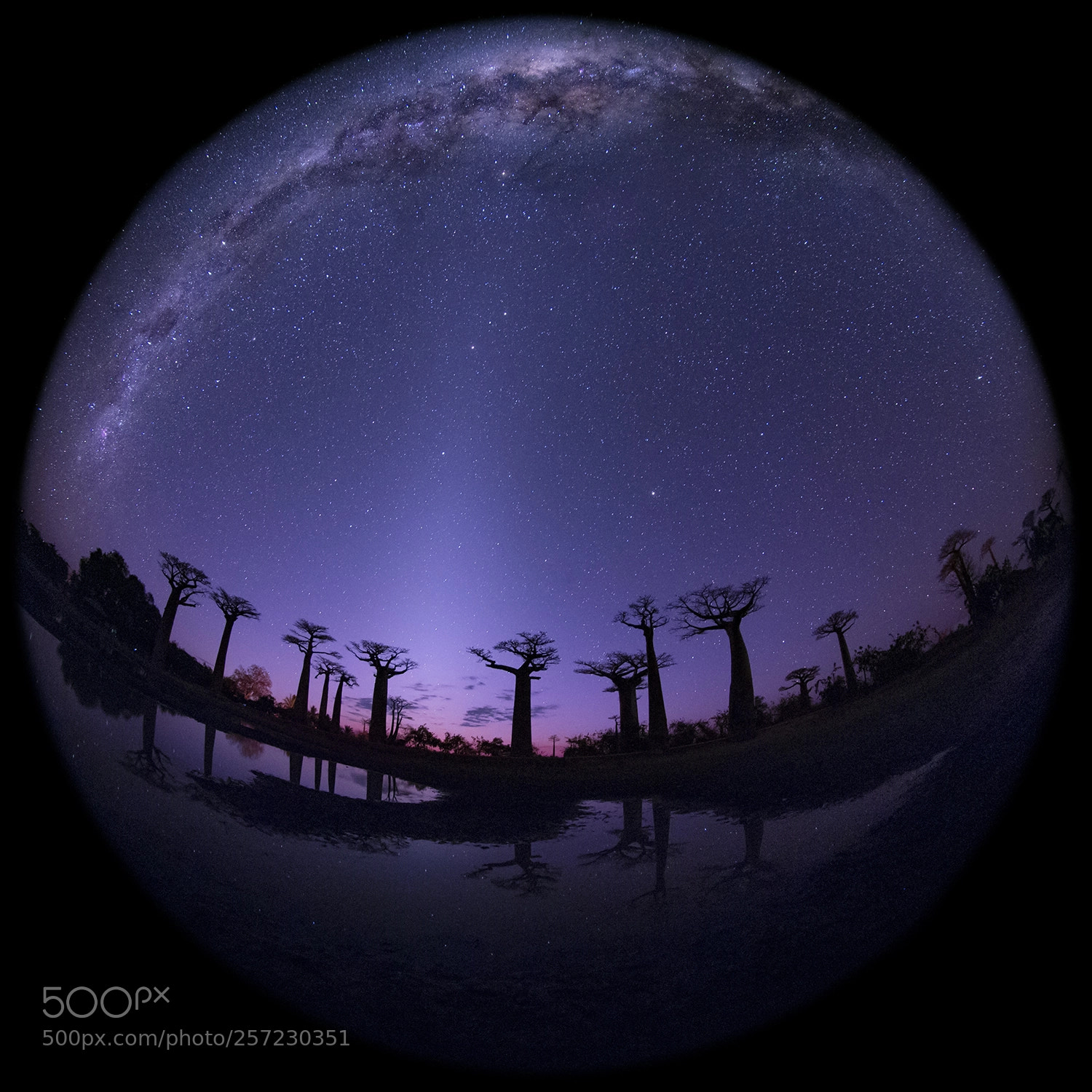 Canon EOS 6D sample photo. Milky way and boababs photography
