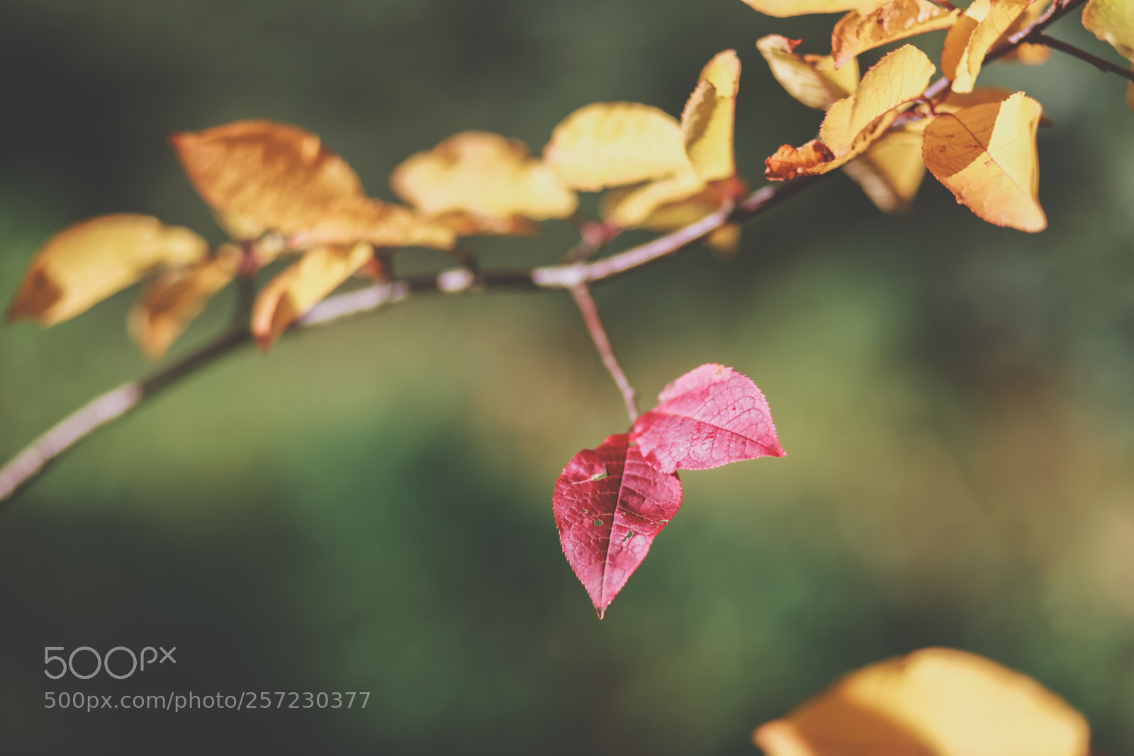 Canon EOS 5D Mark II sample photo. Lauf photography
