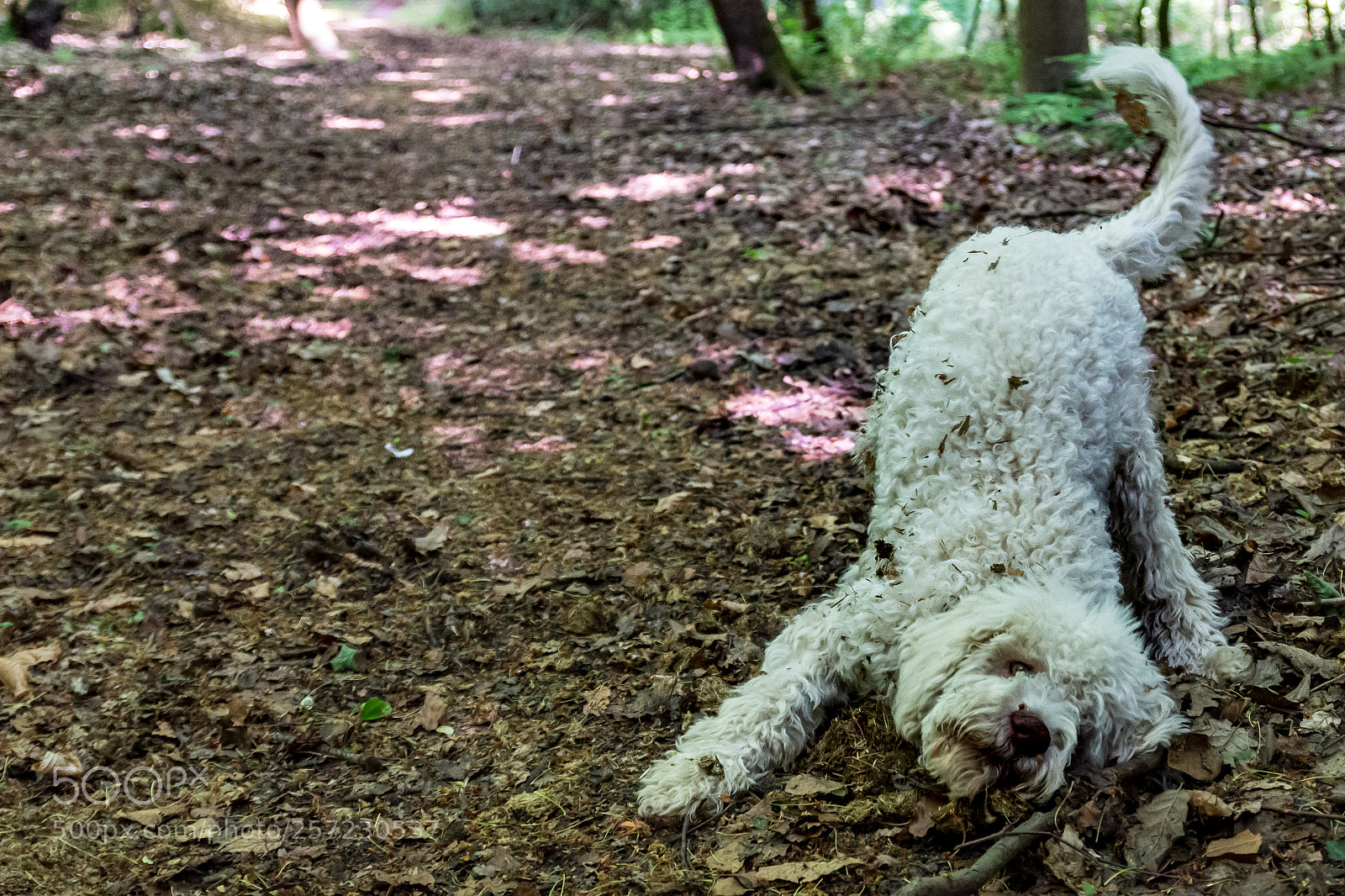 Nikon D7200 sample photo. I love the ground photography