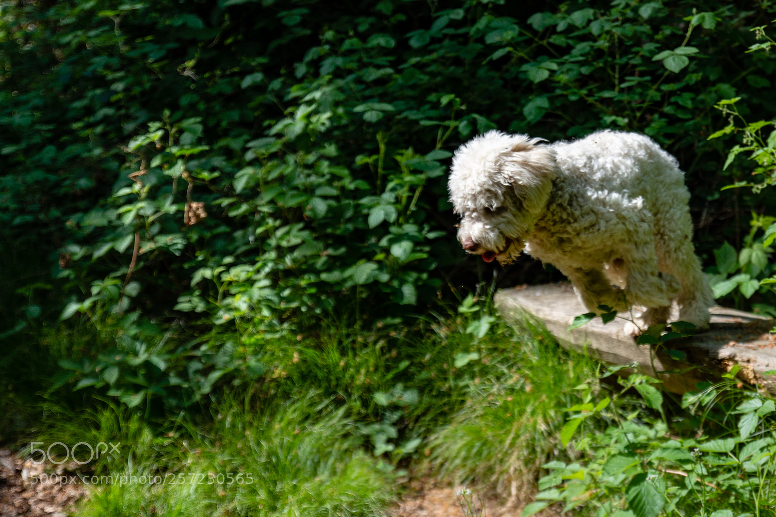 Nikon D7200 sample photo. Jump photography