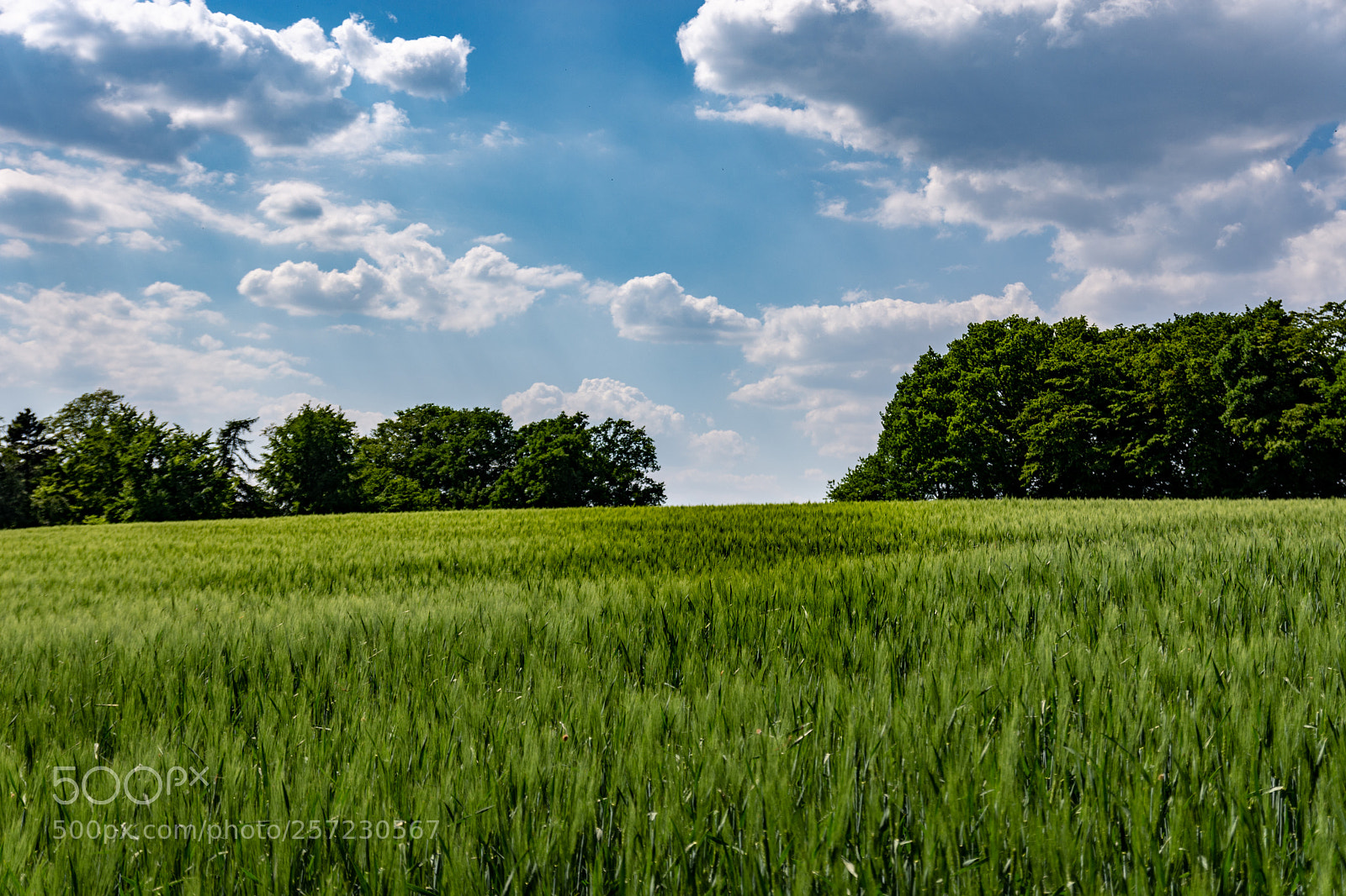 Nikon D7200 sample photo. Wheat photography