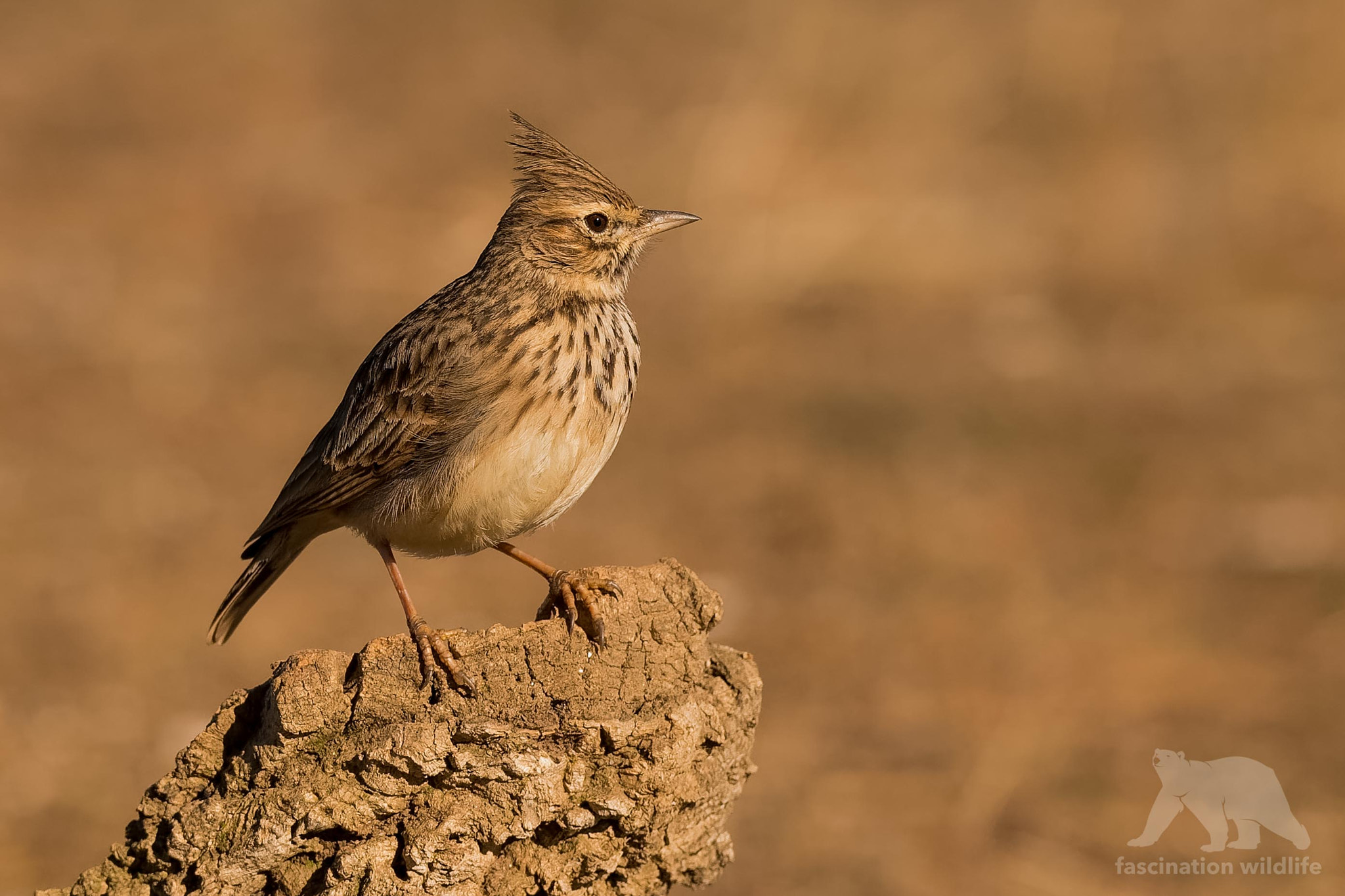 Nikon D4S sample photo. Crested lark photography