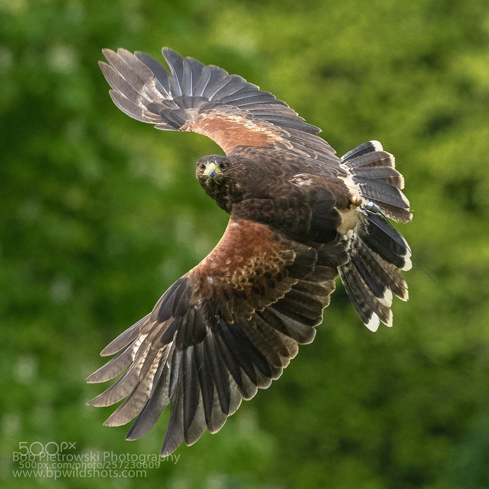 Nikon D500 sample photo. Captive harris hawk photography