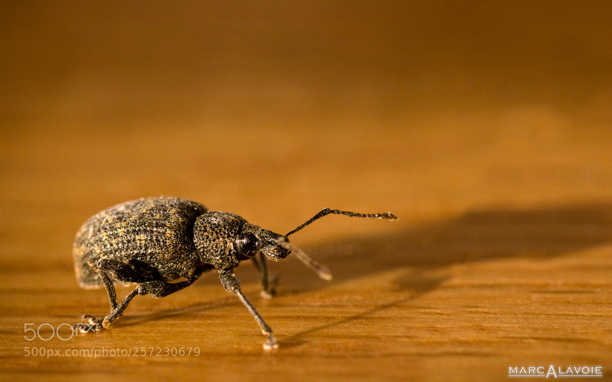 Pentax K-3 sample photo. Weevil in the house photography