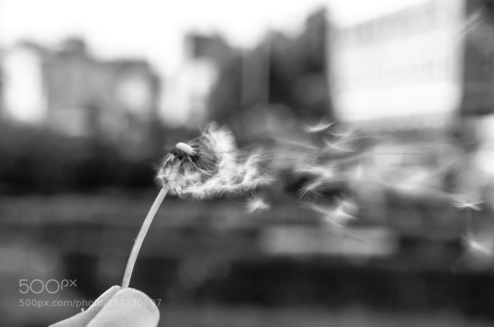 Nikon D7000 sample photo. Wind flower photography