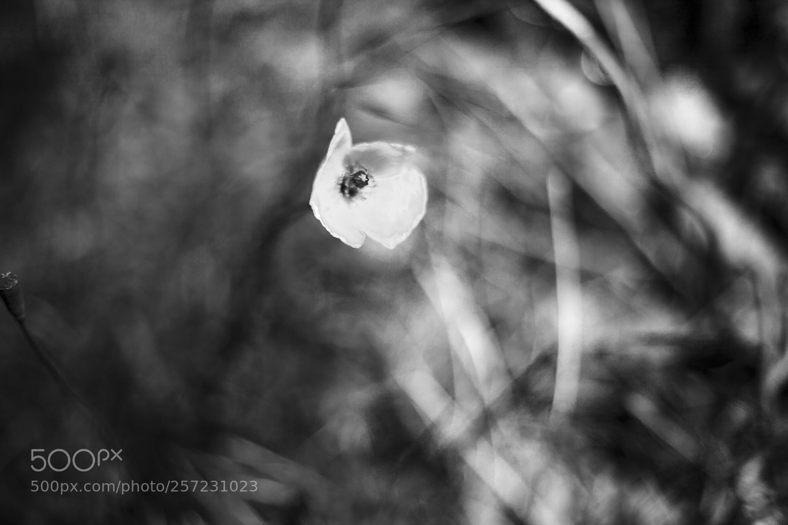 Canon EOS 5D Mark II sample photo. Flower photography