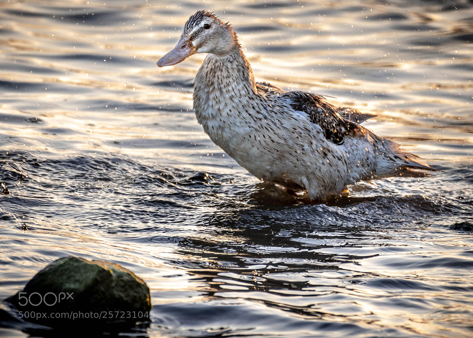 Nikon D500 sample photo. Bathing at sunset photography