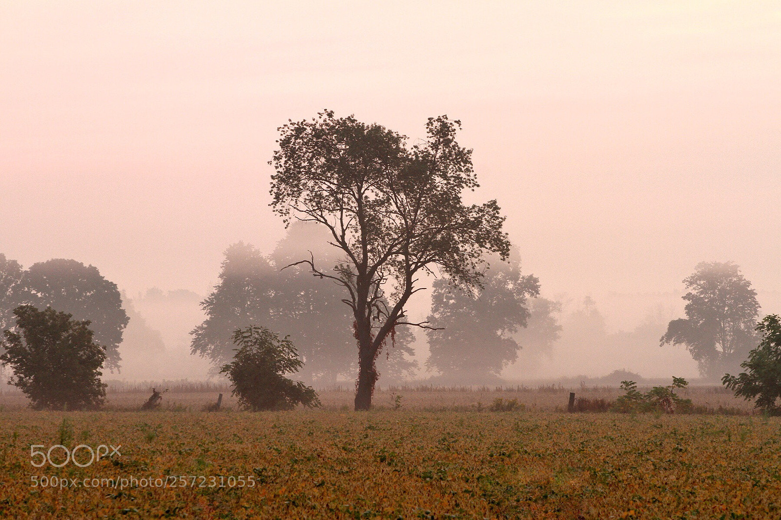 Canon EOS 7D sample photo. Morning fog photography