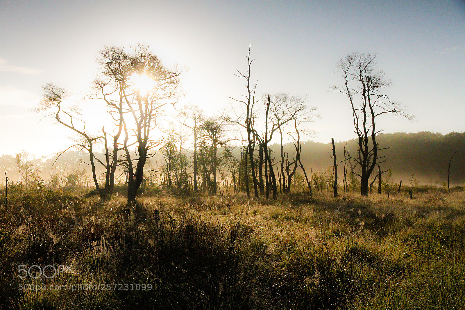 Canon EOS 7D sample photo. Dead trees photography