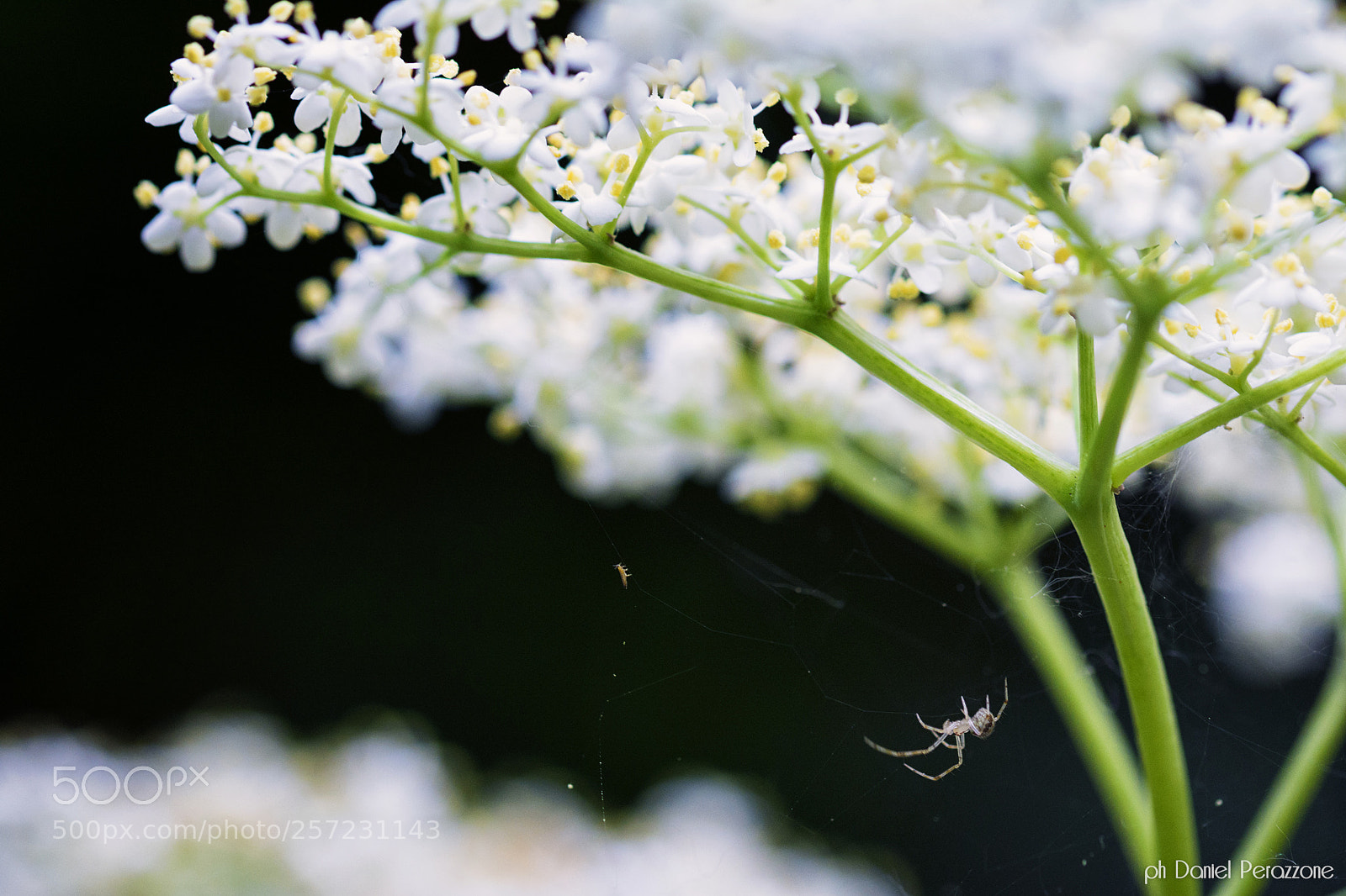 Nikon D7100 sample photo. Silent undergrowth | 1 photography