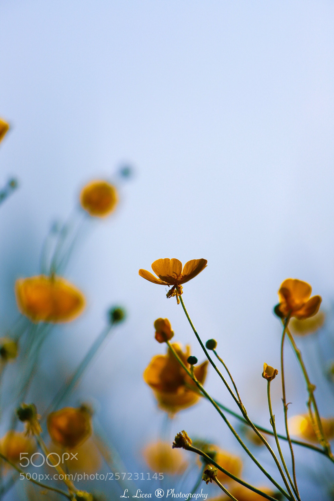 Canon EOS 6D Mark II sample photo. Caress of light 55 photography