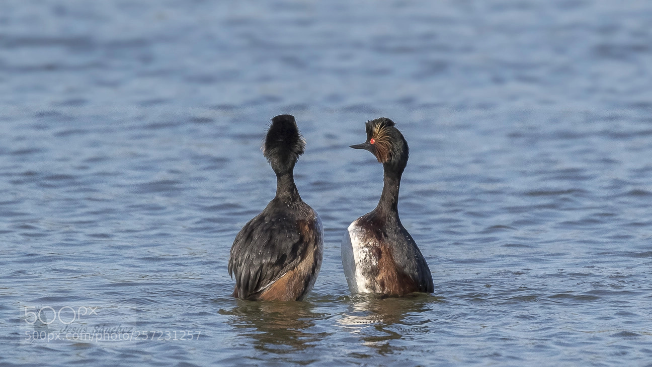 Canon EOS 7D Mark II sample photo. Zampull n cuellinegro podiceps photography