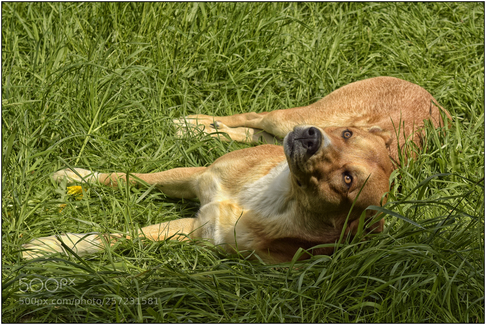 Nikon D3300 sample photo. The best vivo in photography