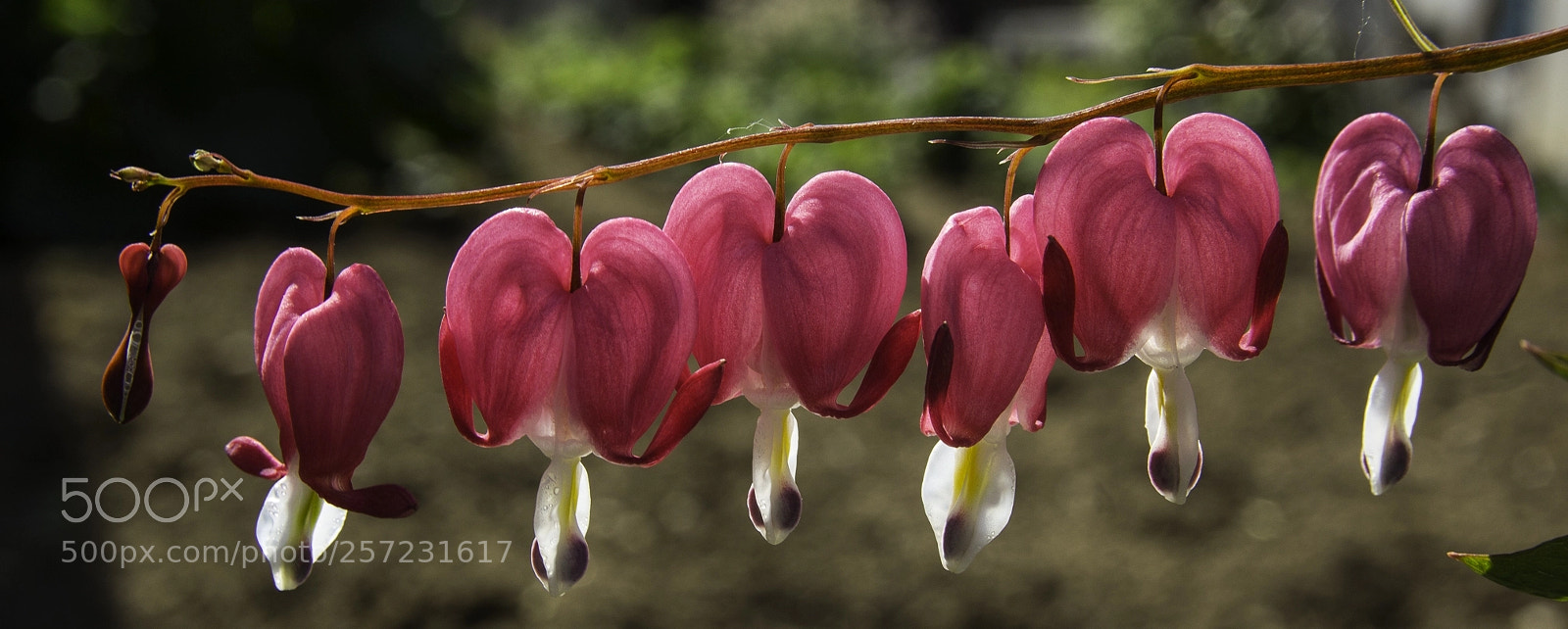 Canon EOS 1200D (EOS Rebel T5 / EOS Kiss X70 / EOS Hi) sample photo. Lamprocapnos spectabilis photography