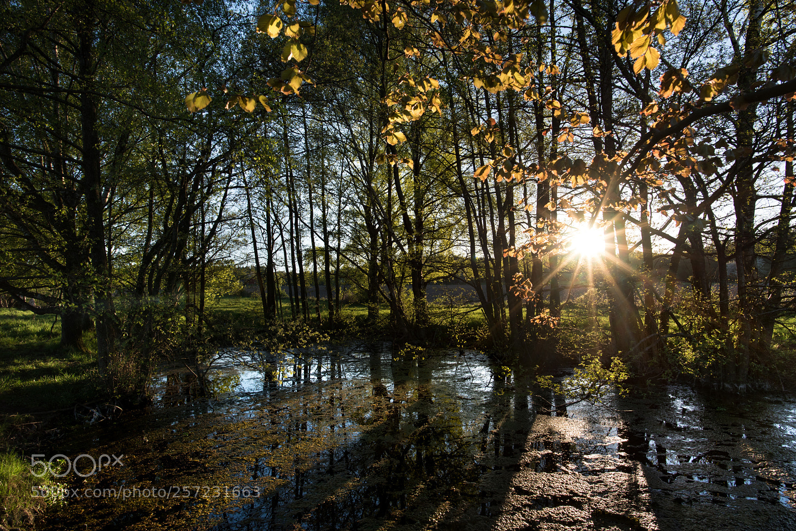 Nikon D750 sample photo. The sun in may photography