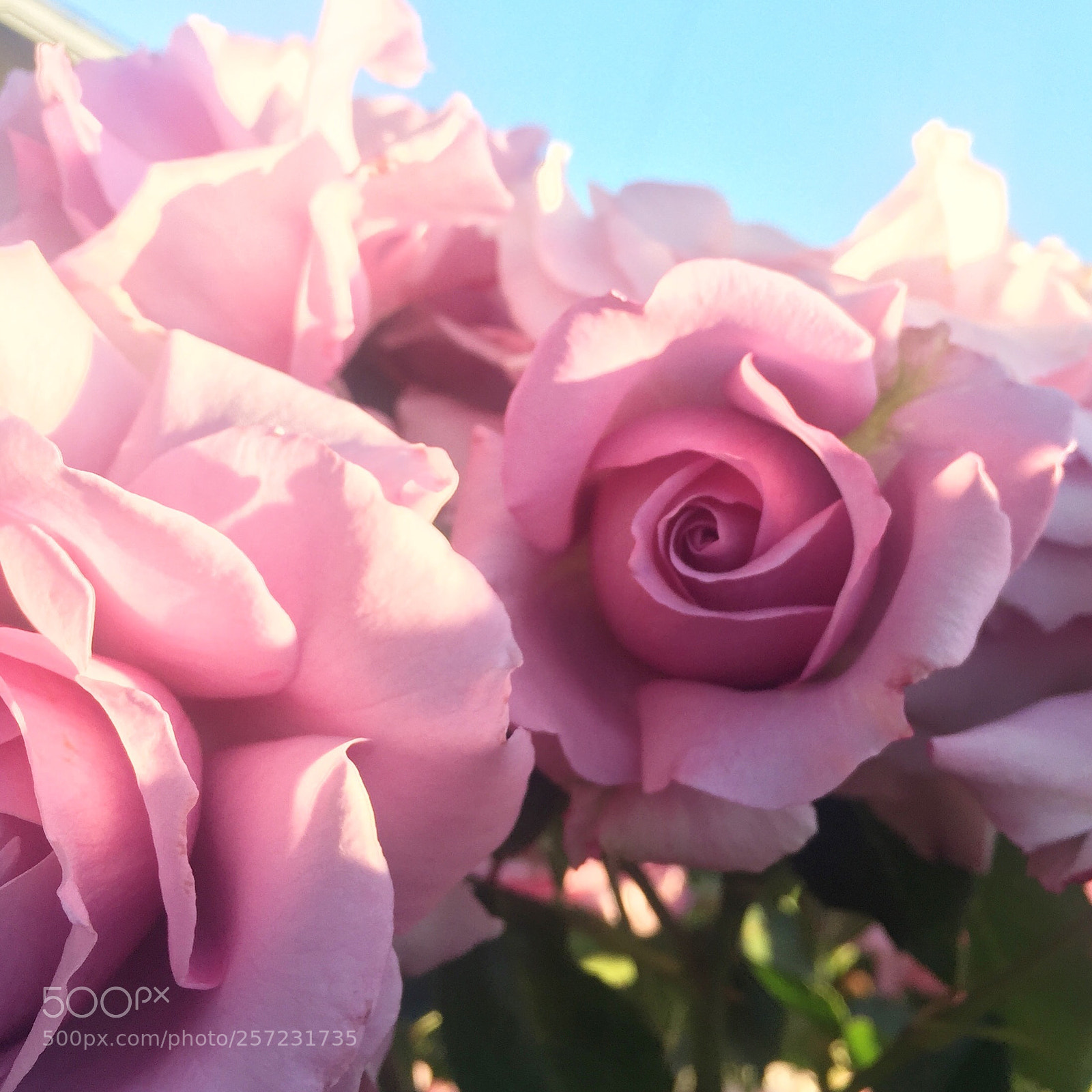 Apple iPhone 6 Plus sample photo. Maidenly pink photography