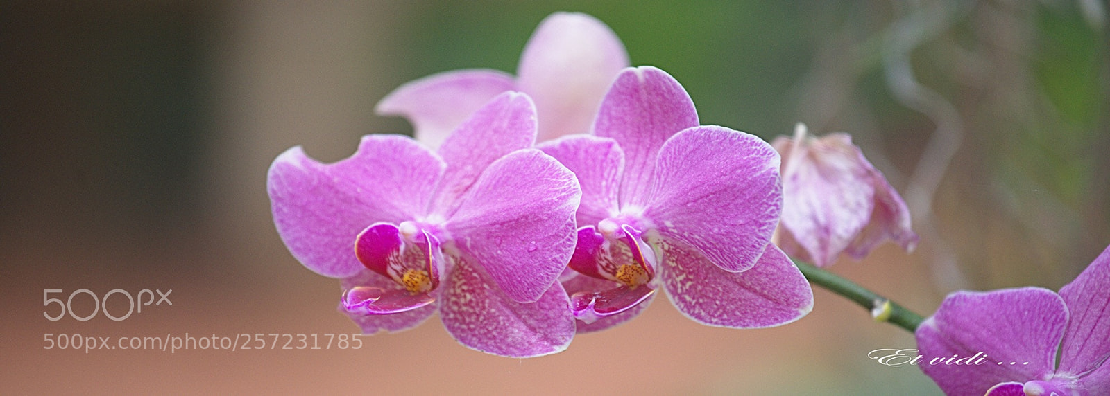 Nikon D610 sample photo. Untitled photography