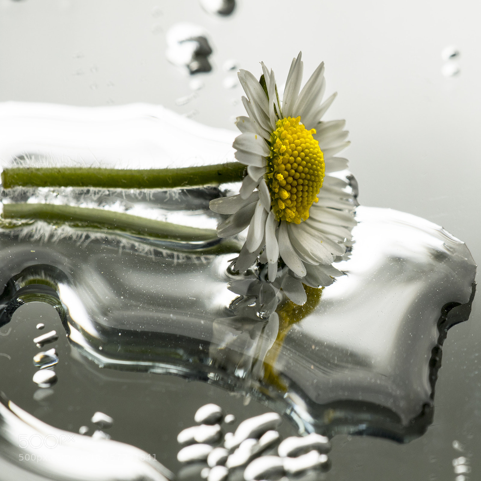 Canon EOS 7D Mark II sample photo. Common daisy photography