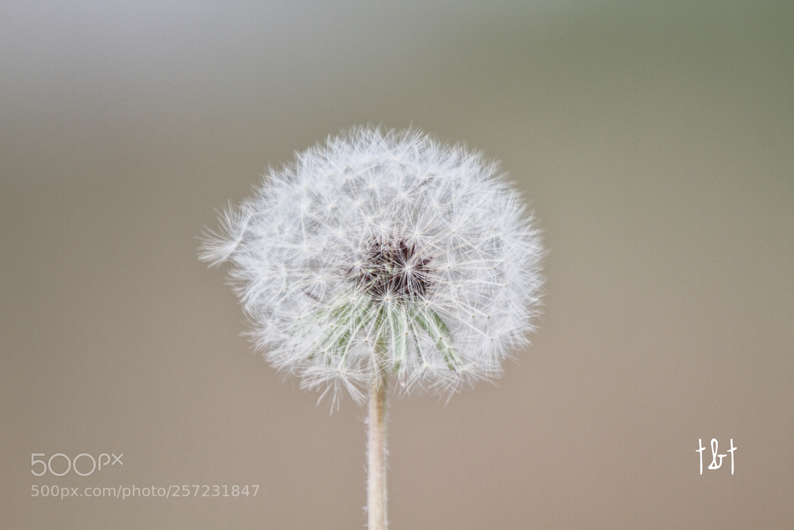 Canon EOS 7D sample photo. Untitled photography
