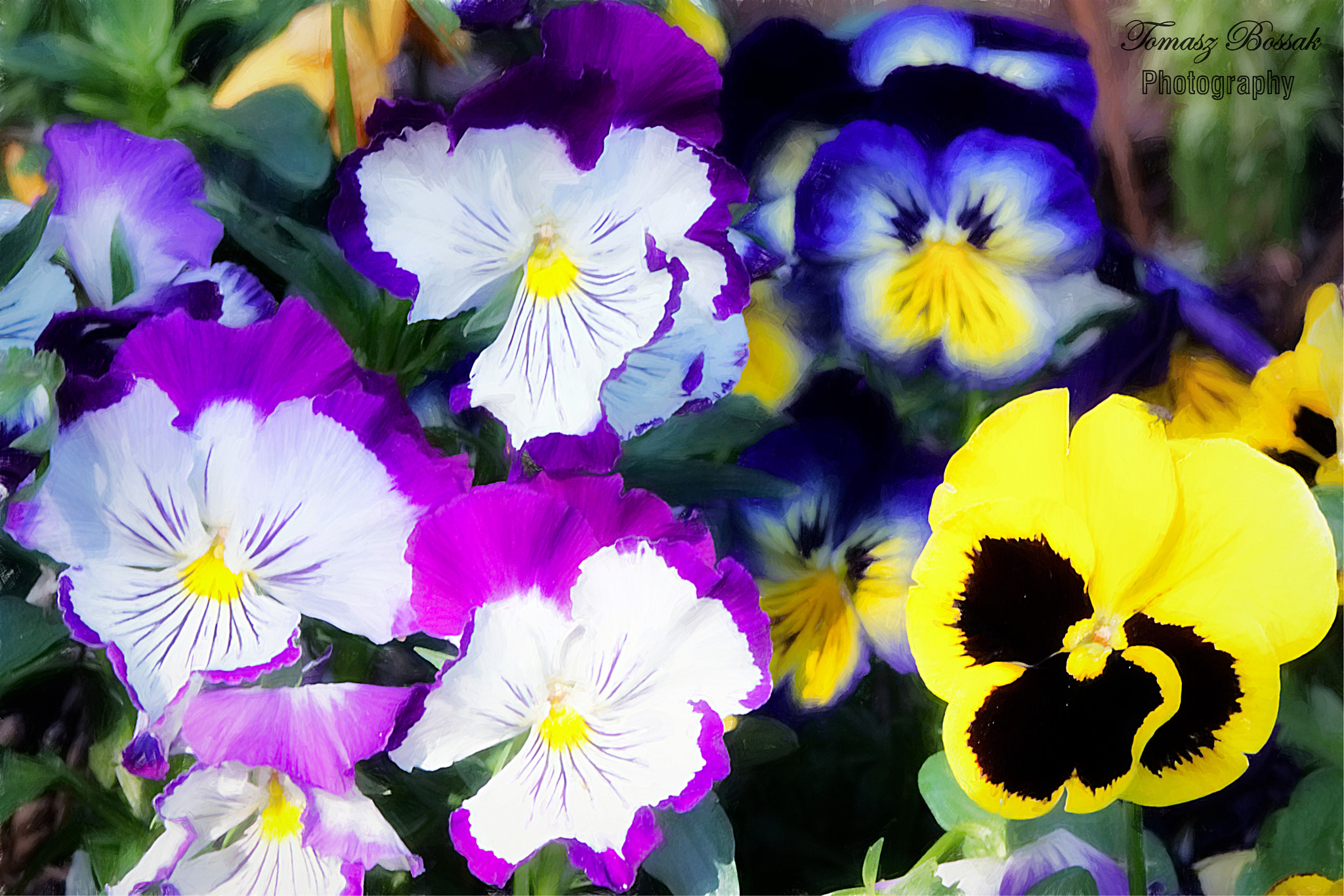 Sony Alpha DSLR-A450 sample photo. Bratki photography