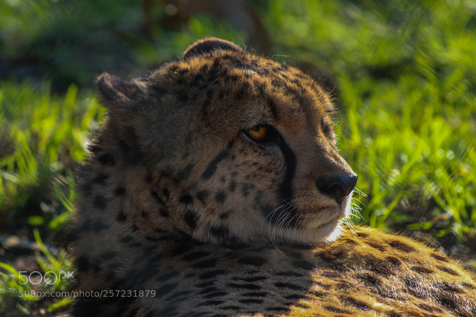 Canon EOS 80D sample photo. Cheetah photography