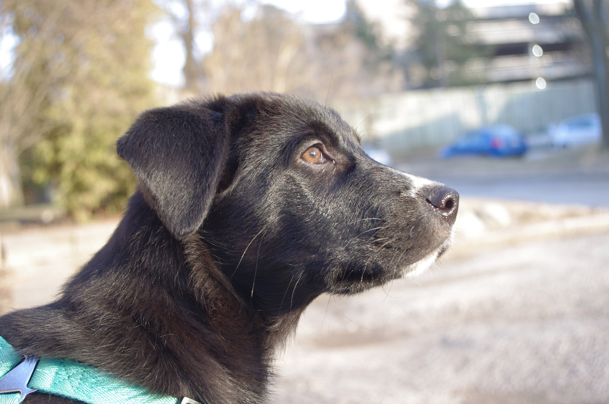 smc PENTAX-DA L 18-55mm F3.5-5.6 sample photo. Puppy in the morning sun photography