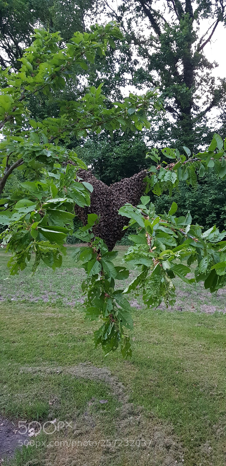Samsung Galaxy S8 sample photo. Untitled photography