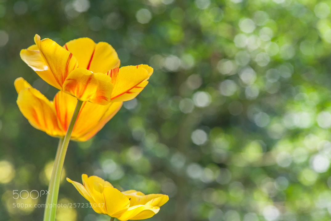 Nikon D3 sample photo. Tulipani photography