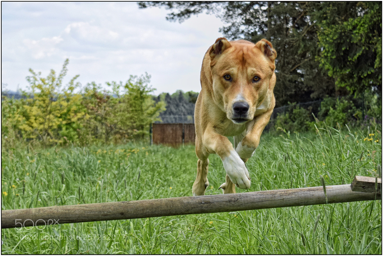 Nikon D3300 sample photo. The best vivo in photography