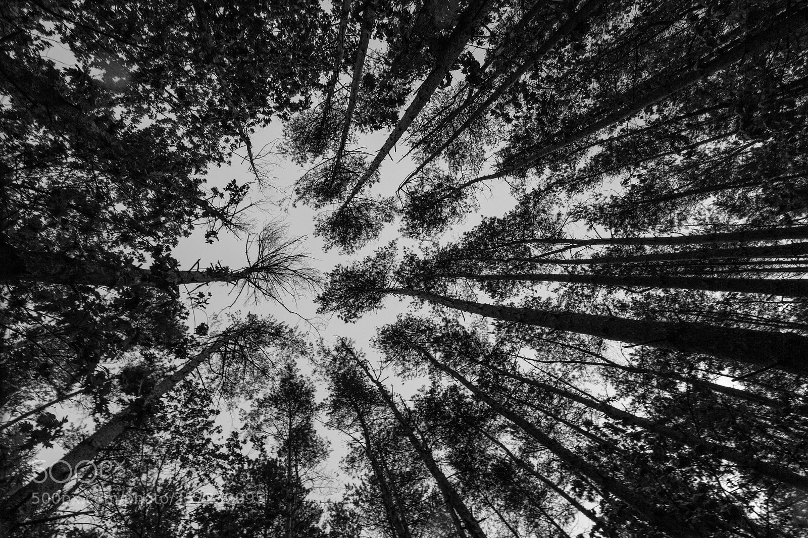 Canon EOS 550D (EOS Rebel T2i / EOS Kiss X4) sample photo. Rainy forest photography