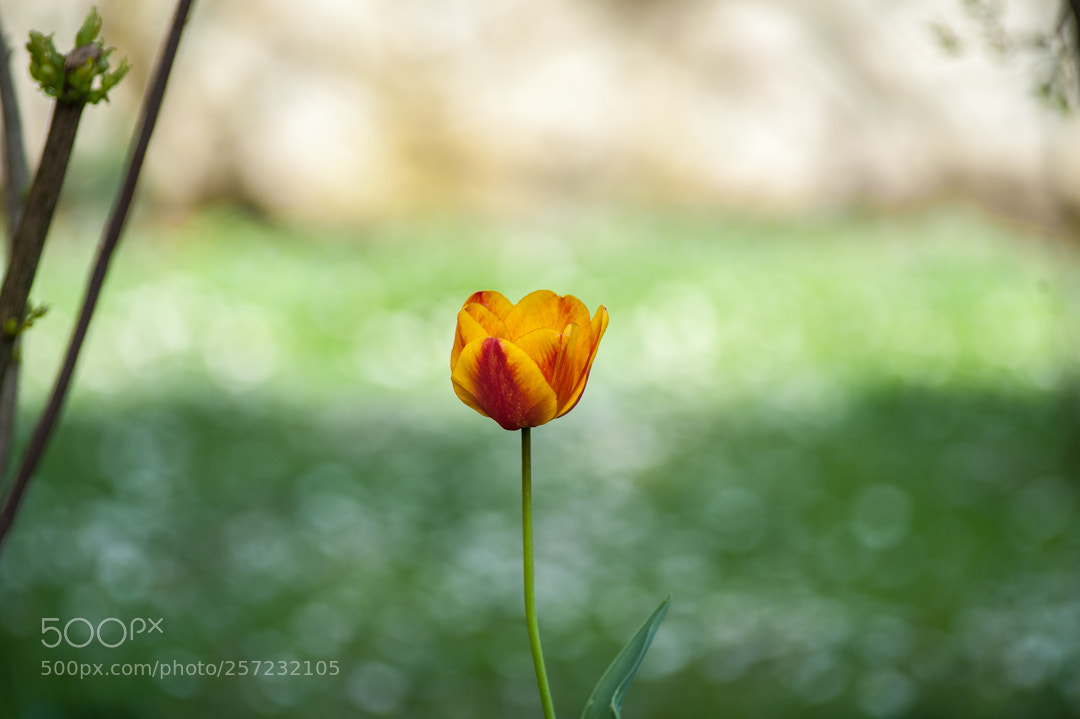 Nikon D3 sample photo. Tulipano photography