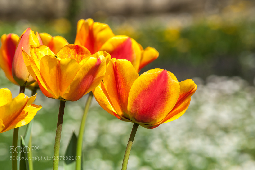 Nikon D3 sample photo. Tulipani photography