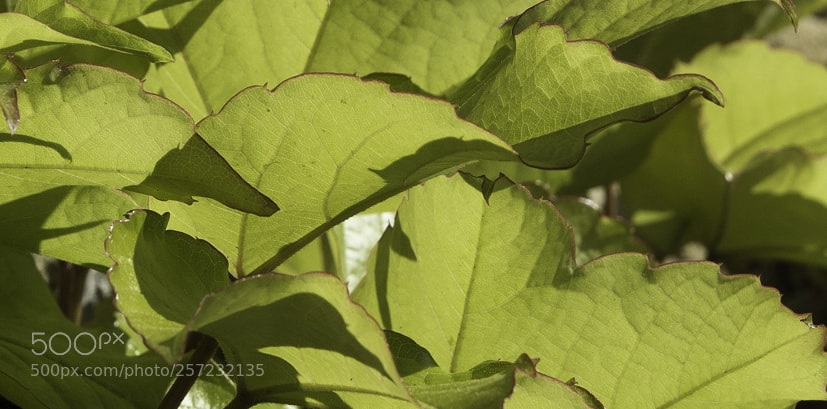 Canon EOS 1200D (EOS Rebel T5 / EOS Kiss X70 / EOS Hi) sample photo. Vine leaves photography