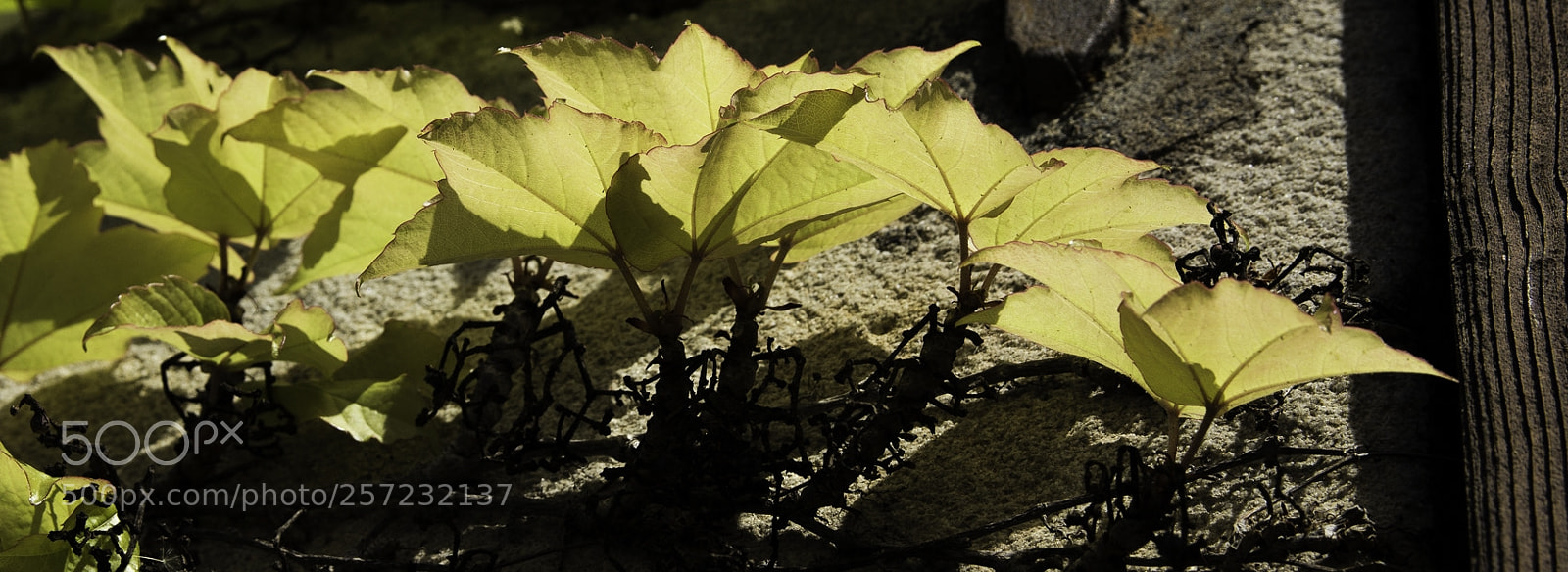 Canon EOS 1200D (EOS Rebel T5 / EOS Kiss X70 / EOS Hi) sample photo. Vine leaves photography