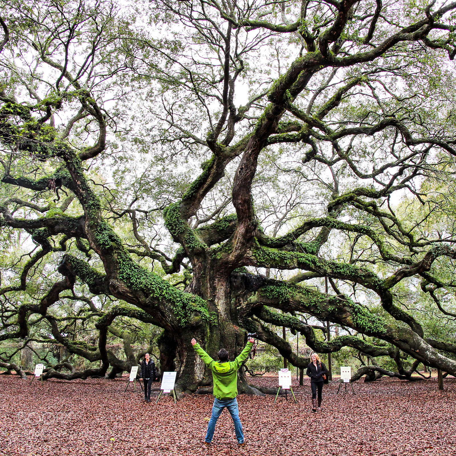 Canon EOS 700D (EOS Rebel T5i / EOS Kiss X7i) sample photo. Angel oak photography