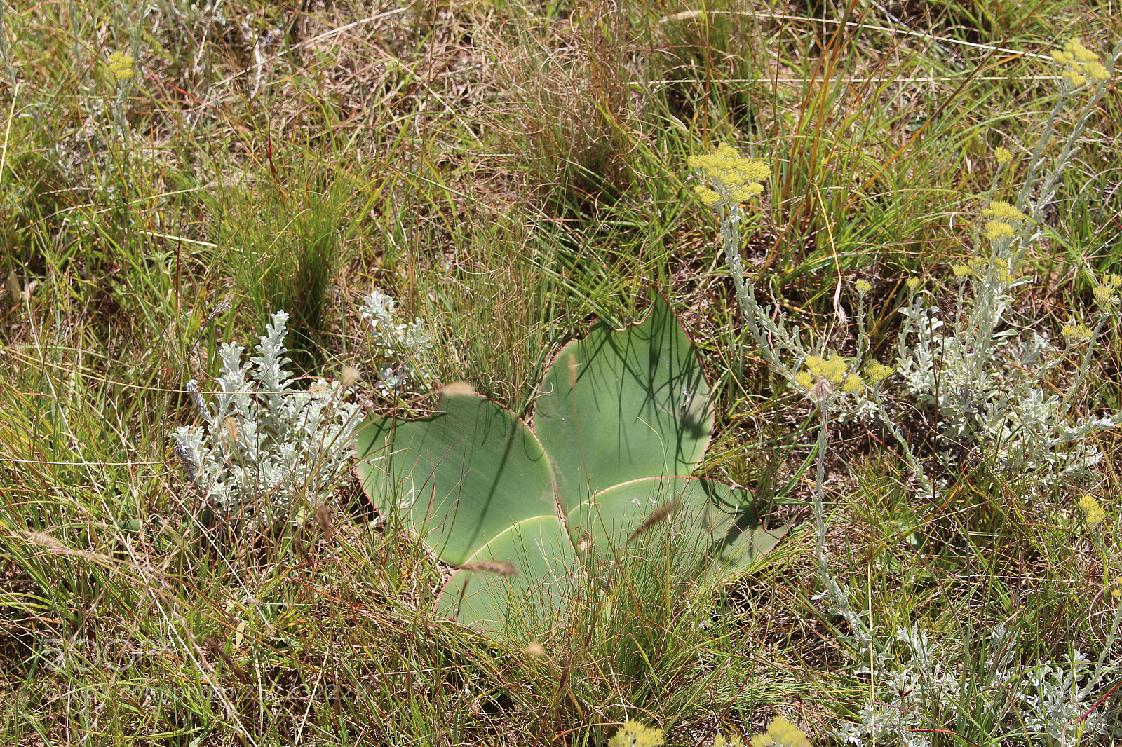 Canon EOS 100D (EOS Rebel SL1 / EOS Kiss X7) sample photo. Plant at thaba-bosiu photography