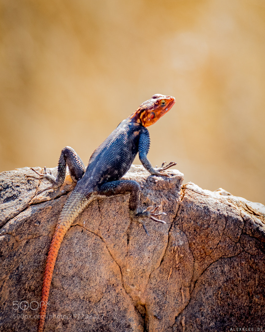 Canon EOS 7D Mark II sample photo. The namibian rock agama photography