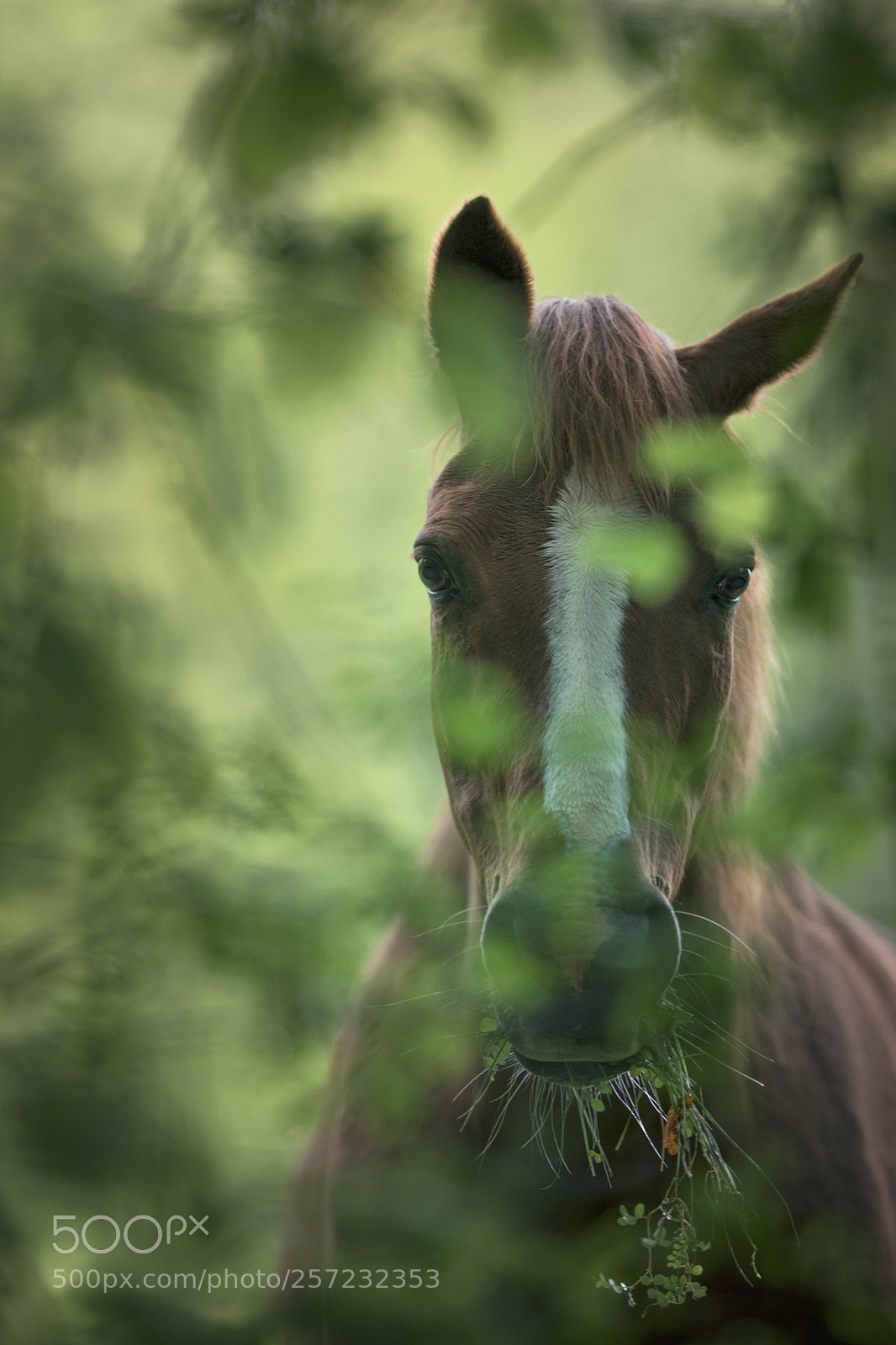 Nikon D7200 sample photo. Through the leaves photography