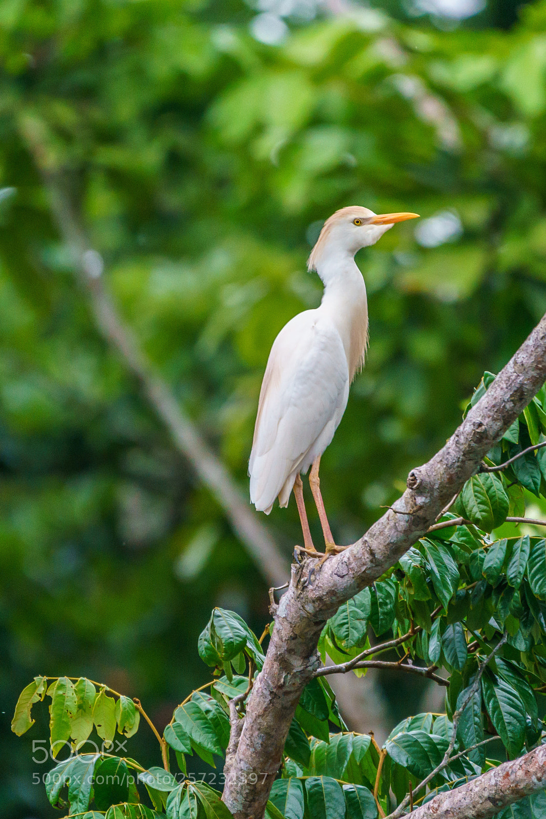 Sony a9 sample photo. Juvenile little blue heron photography