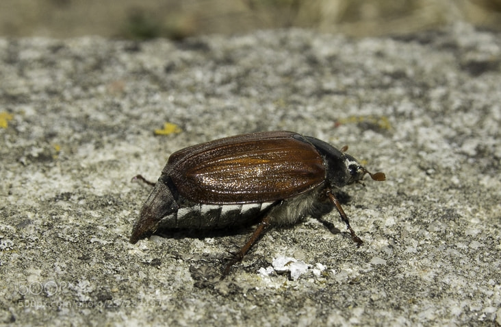 Canon EOS 1200D (EOS Rebel T5 / EOS Kiss X70 / EOS Hi) sample photo. Cockchafer photography
